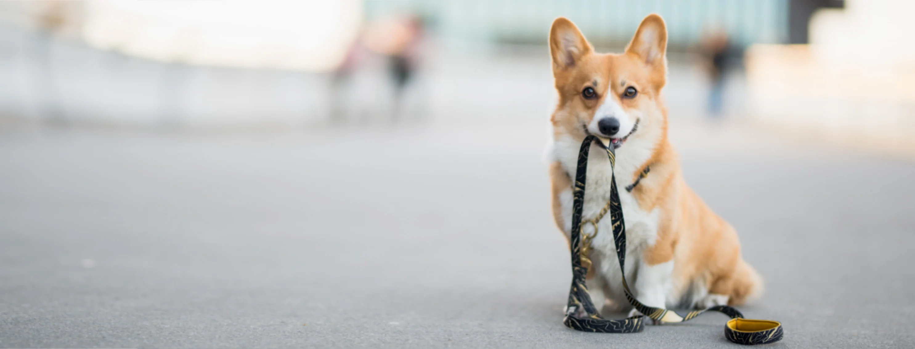 Corgi (Dog) Holding a Leash in the City